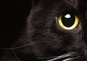чёрная кошка
