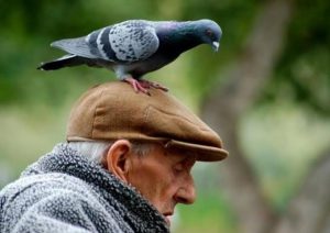 Приметы о птицах