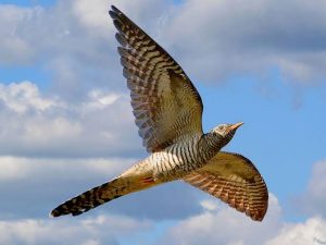 Приметы о птицах