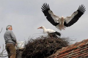 Приметы о птицах