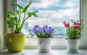 Приметы о цветах 